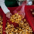 Lõuna-Eestis korjatakse soomlastele seeni: kaks eurot liiter
