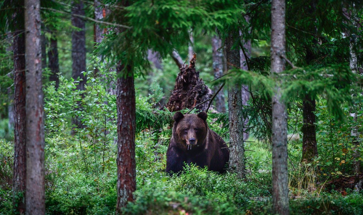 Meie metsade kuningas karu tunneb end iidsetes laantes igati hästi. Foto on tehtud Alutagusel.