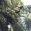 Kookospähkel – lootuse ja hea õnne sümbol