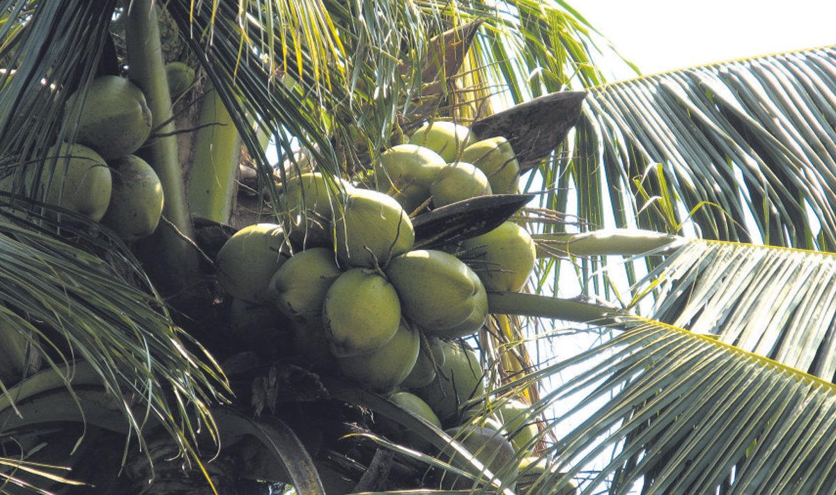 Kookospähkli kinkimisega annavad paljud rahvad edasi oma parimaid soove