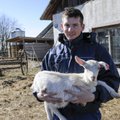 ФОТО и ВИДЕО: Издание: ”местный” козий сыр Konju на самом деле производится в Голландии