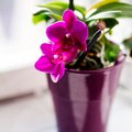 KEVADINE FOTOVÕISTLUS | Jaga meiega pilti oma kaunist orhideest ja võida suurepärane auhind!