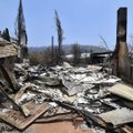 Экологи: в пожарах в Австралии погибли более миллиарда животных