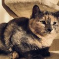 Mur-Muri lugu | kassipoeg istub puuris seni, kuni leidub keegi, kes saab teda aidata