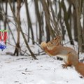 FOTOD | Sportlikud oravad mängivad Riia linnapargis korvpalli