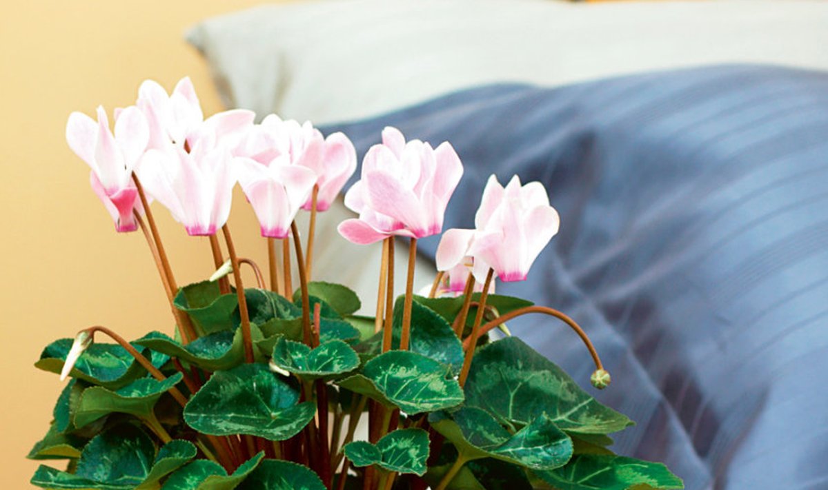Magamistuba sobivad hästi elustama hooajalised, soovitatavalt lõhnatute või nõrgalt lõhnavate õitega taimed. 