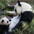 VIDEO: Vaata, kuidas väike pandapoeg emaga kohtub