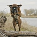 ÜRITUS: Vurr 2017 - lõbus võistlus kõigile koertele
