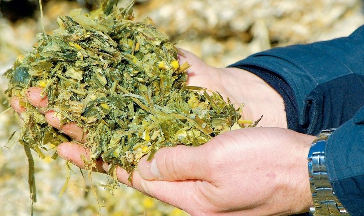 Eestis leidub maisikasvatajaid, kes oskavad toota kõrge kuivaine-sisaldusega maisisilo. Fotod: JAANIKA MIRKA ja reprod