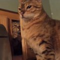 Naljakas VIDEO | Köögikappi peitu pugenud kass üllatab oma kaaslast ootamatu hoobiga