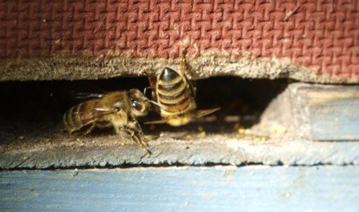 mesilane, taru
