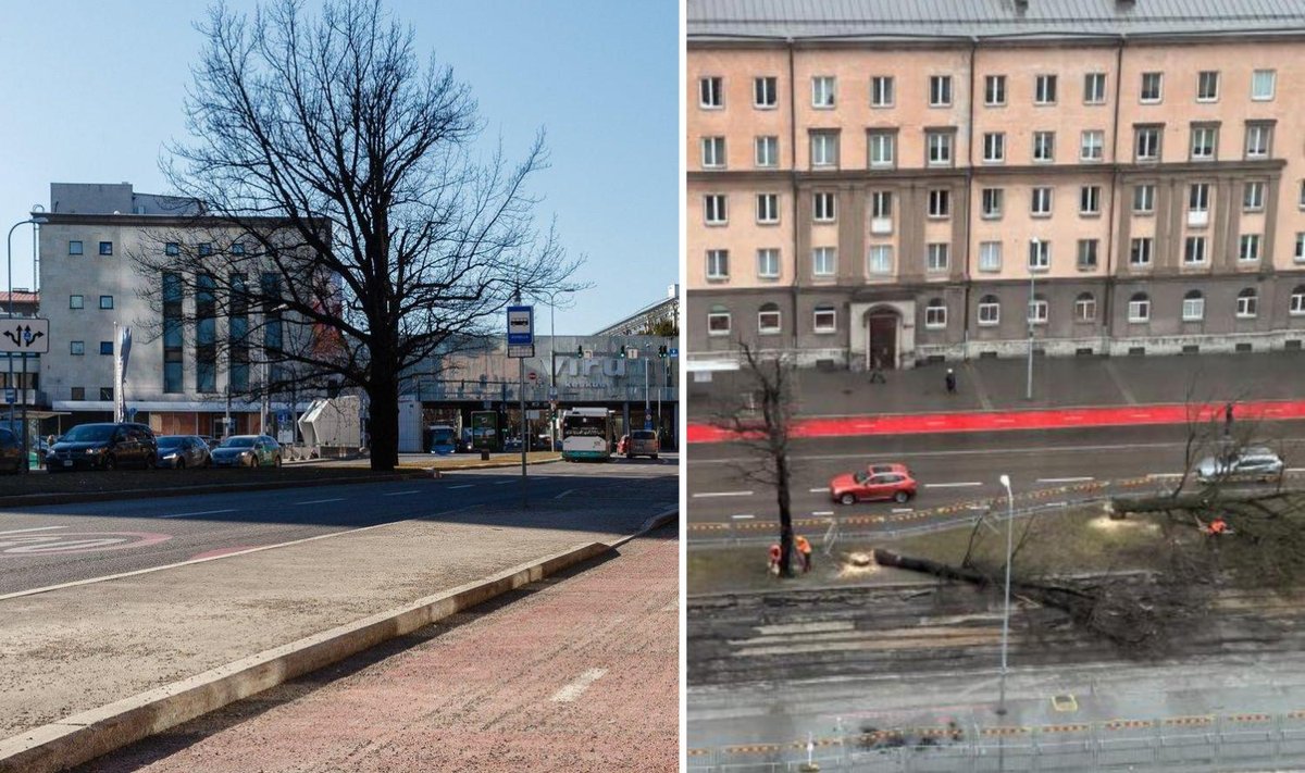 Trammitee ehitusele ette jäänud kolm tammepuud enne raiumist (vasakul) ja pärast.