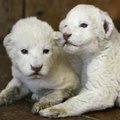 VIDEO: Jalta loomaaias sündisid albiino lõvipojad