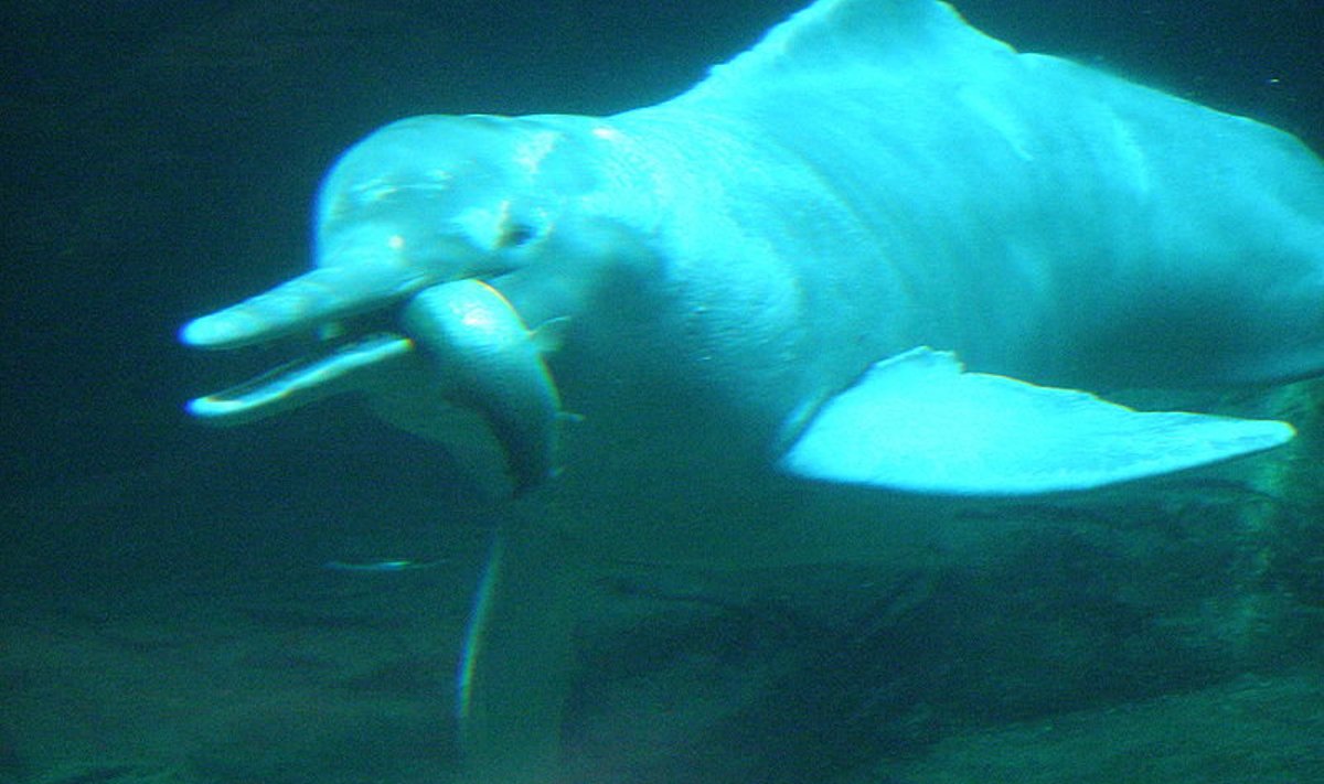 Jangtse jõedelfiin ehk baiji (Lipotes vexillifer). techtastico.com