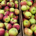 Eesti õunte müüginumbrid on pisikesed