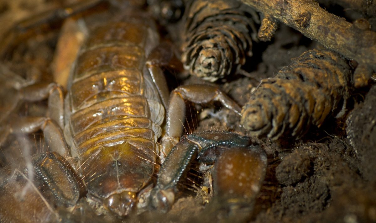 Skorpion (foto on illustratiivne)