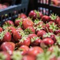 Цены на эстонские ягоды и овощи этим летом могут сильно вырасти