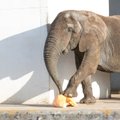DELFI FOTOD: Loomaaia asukad lustisid kõrvitsatega