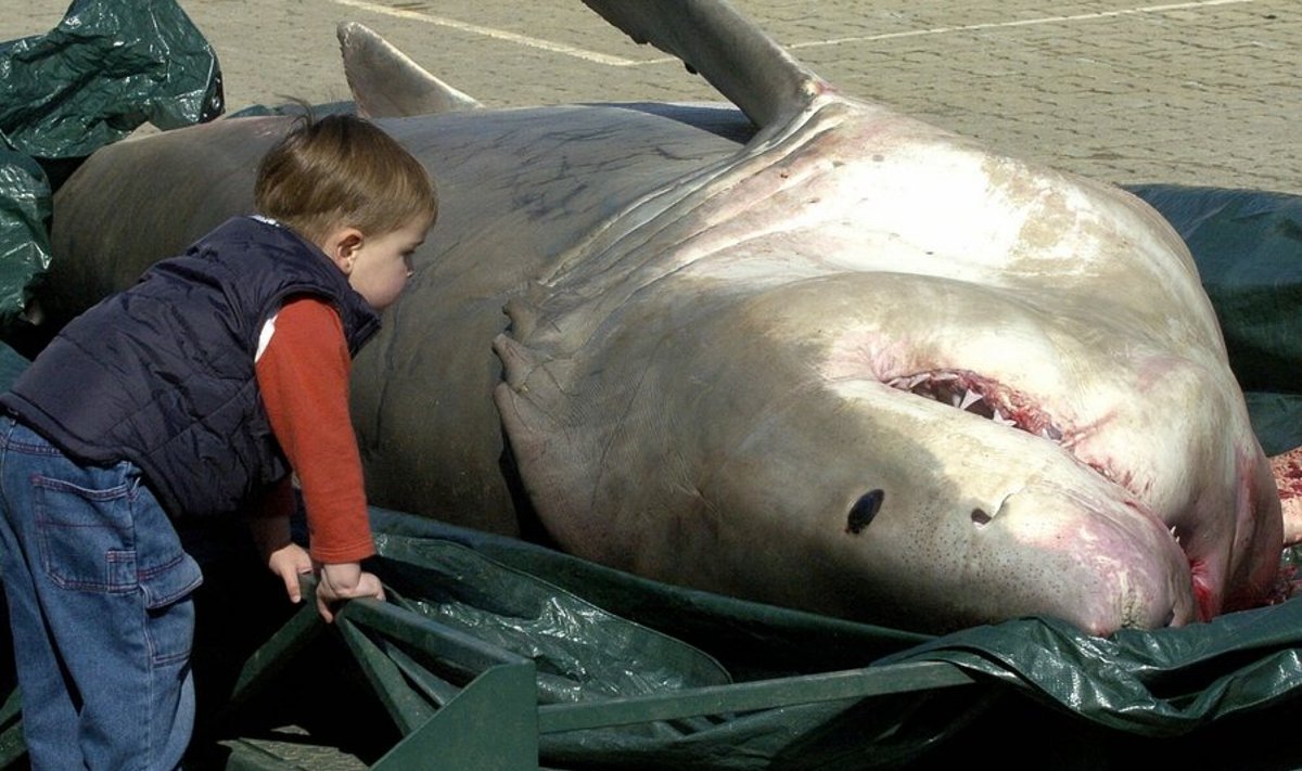 TO GO WITH "LIFESTYLE-AUSTRALIA-WILDLIFE-SHARK" by Lawrence Barlett(FILES) Photo taken August 6, 2004 shows three-year-old Jack Strawbridge (L) taking a closer look at a giant Great White Shark at the South Australian Research and Development Institute (SARDI) at West Beach in Adelaide - drowned after it was caught in a long line off Port Pirie near the top of Spencer Gulf in South Australia.  Flyfishing guide Justin Duggan who takes clients out onto the harbour says a ban on commercial fishing since 2005 and anti-pollution measures producing cleaner waters have seen a rise in the numbers of baitfish and sharks in the harbour.   AFP PHOTO/ADELAIDE ADVERTISER   AUSTRALIA OUT NO SALES NO INTERNET
