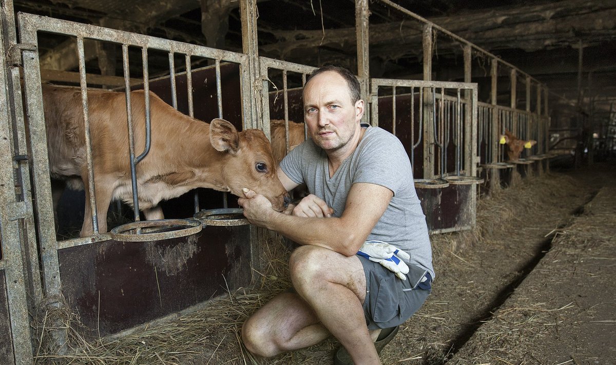 "Mul hakkas süda nii valutama - see kõik on ju minu elutöö!" teatab Salme põllumajandusliku OÜ omanikust lüpsja Raimond Ellik. Raimond Ellik, Saarema Põllumajanduse OÜ juhataja, lüpsja ja omanik