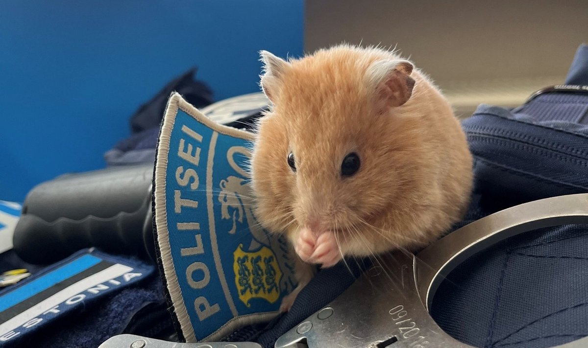 Politseihamster Vilkur