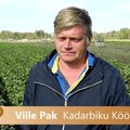 Aasta Põllumees 2016 kandidaat Ville Pak - Kadarbiku Köögivili OÜ