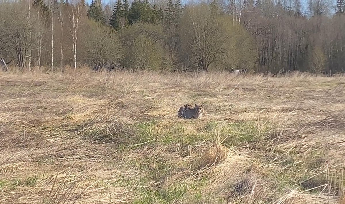 Kose lähedalt leitud ilves