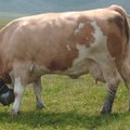 Teadlased karjakasvatajatele: asendage traditsioonilised karjakellad GPS-seadmega