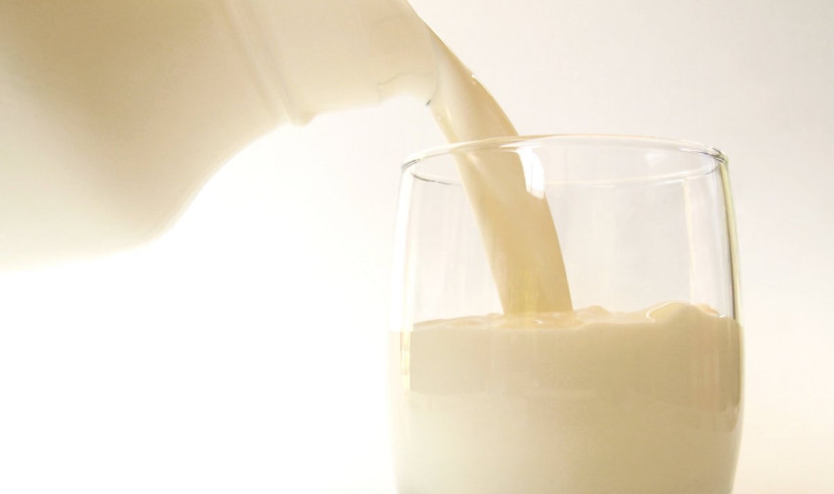 Piima regulaarne toiduks tarvitamine aitab säilitada piimasuhkru poolitamiseks vajaliku ensüümi aktiivsust – kuni piim on meie menüüs, seni tuleb organism sellega ka toime.