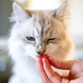 4 опасные ошибки, которые хозяева допускают в кормлении кошек