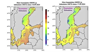 Sellel joonisel on näha merepinna temperatuur ja mereleitsakust mõjutatud piirkond (varjutatud) sündmuse tipphetkel 10. septembril (ülemine vasak paneel) ja täna 17. septembril (ülemine parem paneel). 