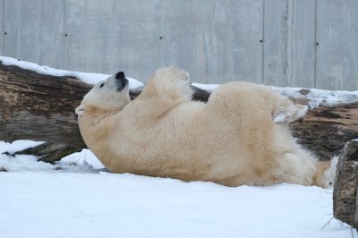 Jääkaru vastlaliug