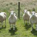 Esimene kloonitud imetaja lammas Dolly suri ruttu, aga kuidas järgmisel põlvkonnal läheb?
