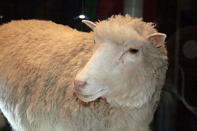 Esimene kloonitud imetaja Dolly eksisteerib nüüd edasi topise kujul. (Foto: Wikimedia Commons / Toni Barros)