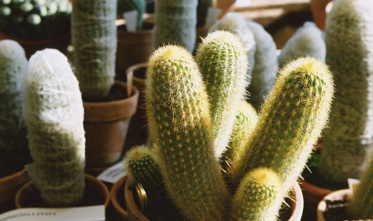 Ärata talveunest kaktused, kastes ja piserdades neid sooja veega!