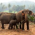 Презервативы в Африке приспособили для отпугивания слонов