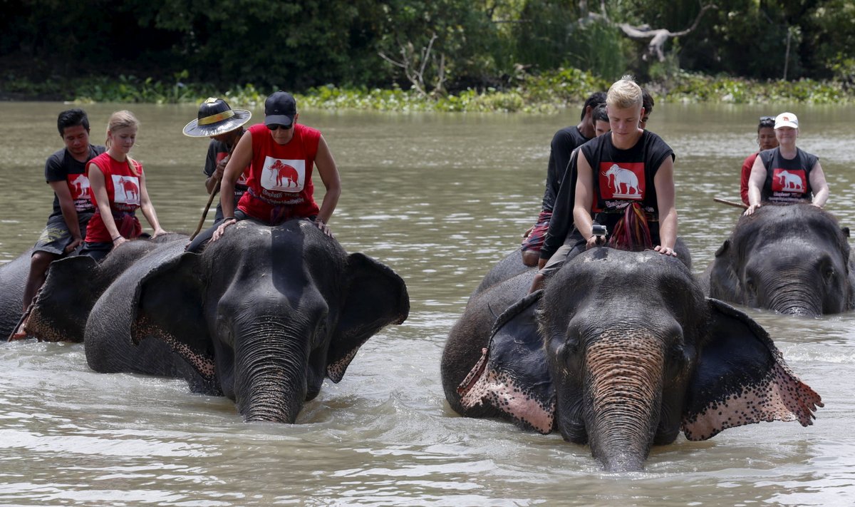 Vabatahtlikud viivad elevantide varjupaiga loomi suplema