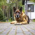 ОДИНОКИЙ СТРАЖ | Верный пес Сависаара до сих пор живет на хуторе Хундисильма
