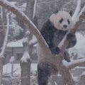 Naljakas VIDEO | Pandadele põhjustas tihe lumetuisk palju nalja