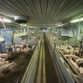 В связи с распространением свиной чумы департамент проверит все фермы Эстонии