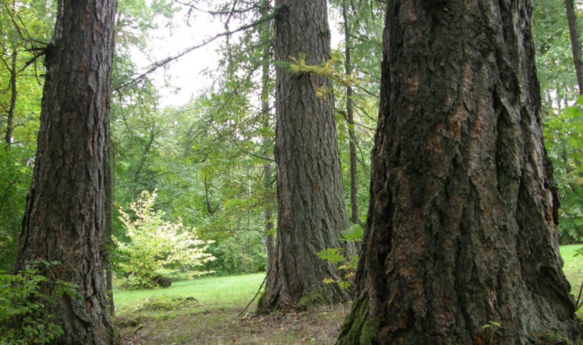 Ilu- ja pargipuuna on lehis päris võimas. Pildil mõisaajal istutatud lehised Vigalas.