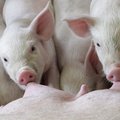 Минэкономразвития РФ назвало безосновательными претензии ЕС за недопуск свинины