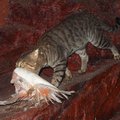 Õudne tapmine läheb lahti: Austraalia kavatseb hukata kaks miljonit kassi