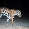 Kurioosum: tiiger kõndis kaaslase otsingul maha 3000 kilomeetrit