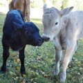 Uskumatu lugu Järvamaal: punane lehm tõi ilmale musta ja halli vasika