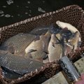 Рыбаки возвратили в Пылулаский рыбопитомник свыше 400 рыбных меток