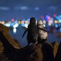 LIIGUTAV FOTO | Lesestunud pingviin pakub saatusekaaslasele tuge