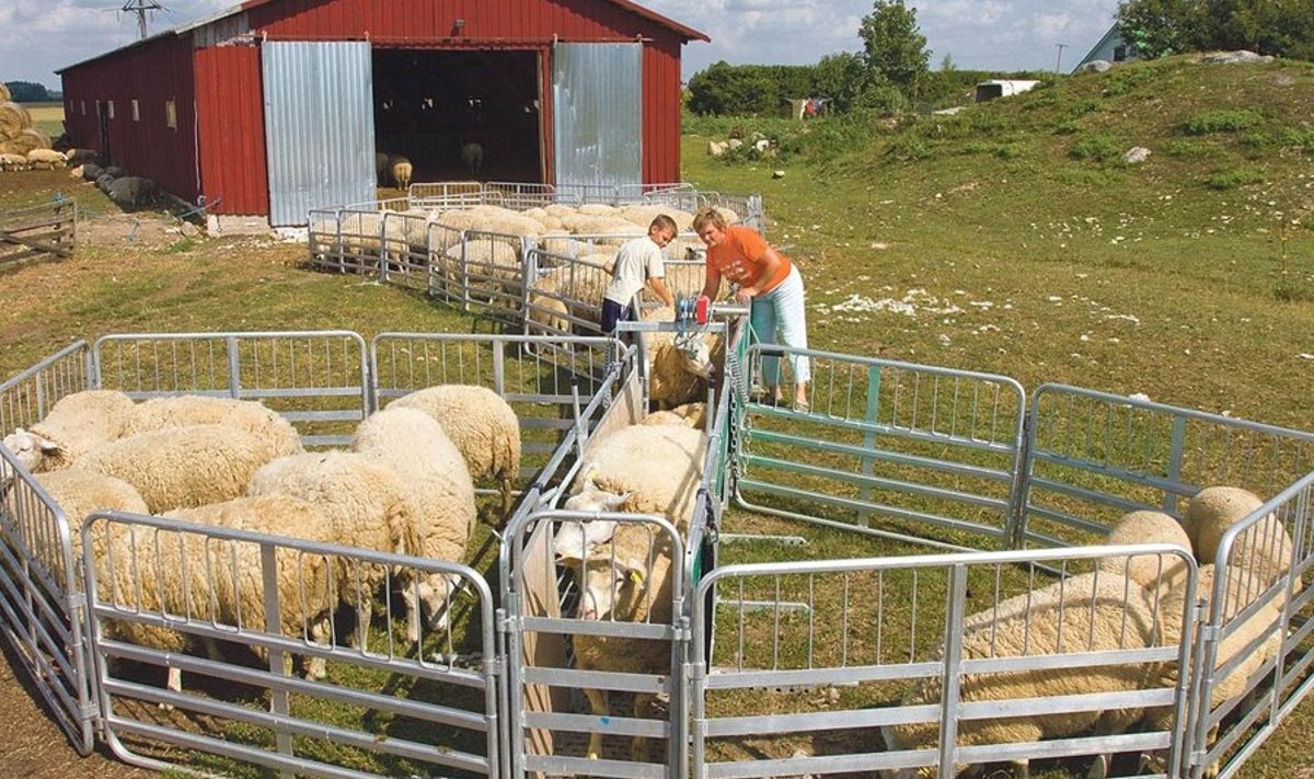 Kui muidu on lammaste karjamaalt kätte saamine tülikas protsess, siis OÜ Rehekivi käsutuses on kergest materjalist aiasüsteem, mille abil saab ehitada karjale kerge vaevaga aia ümber. Lambad seisavad rahulikult nagu reisijad lennujaama passikontrollis. 