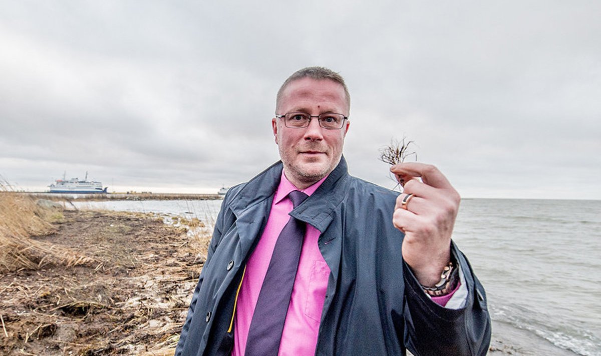 Vormsi Agar OÜ juhatuse liige Ove Koska näitab Rohuküla sadama lähedalt adruvallist leitud agarikutaime. Agarikust saadava tarretusaine tootmiseks kavatseb ta suurt kogust vetikaid meresumpades kasvatada. 