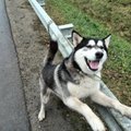 Politsei leidis Narva maantee äärest teepiirde külge seotud koera